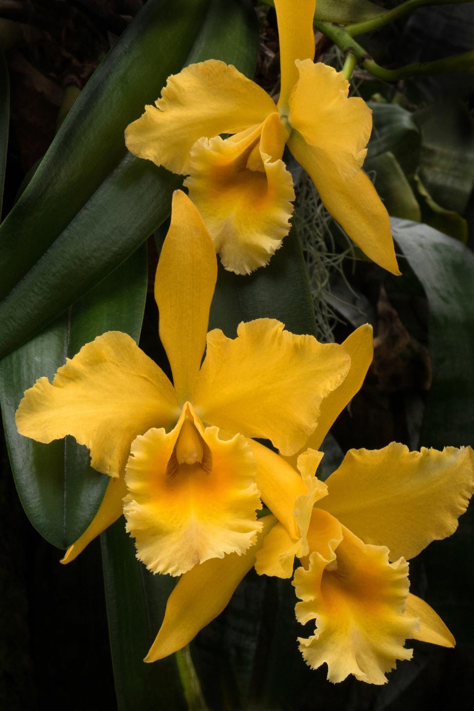 Free Image of Yellow Cattleya Orchid Blooms 