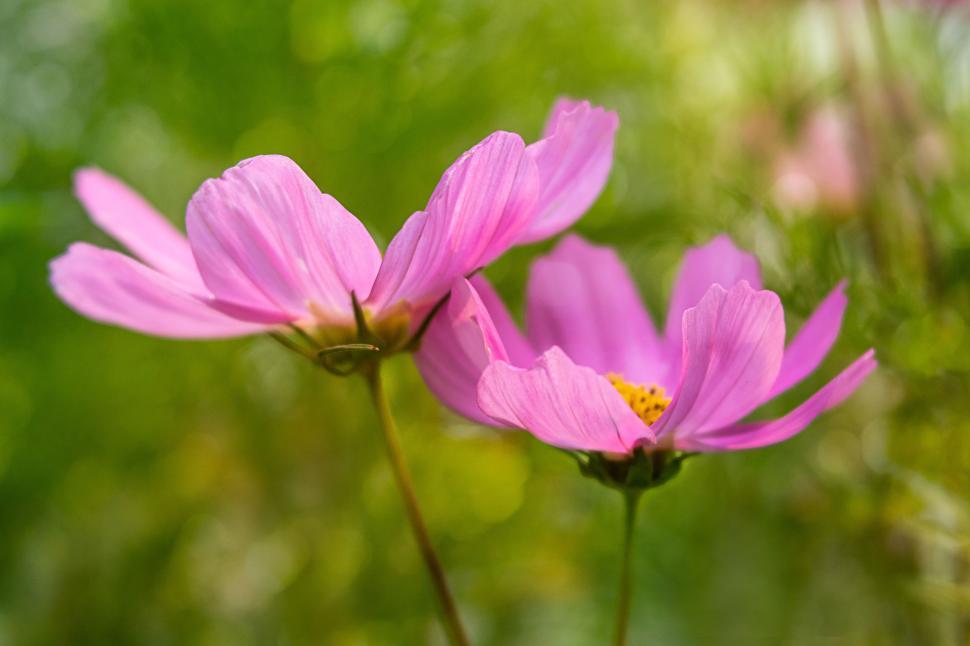 Free Image of Beautiful pink flowers bloom in a vibrant garden setting 