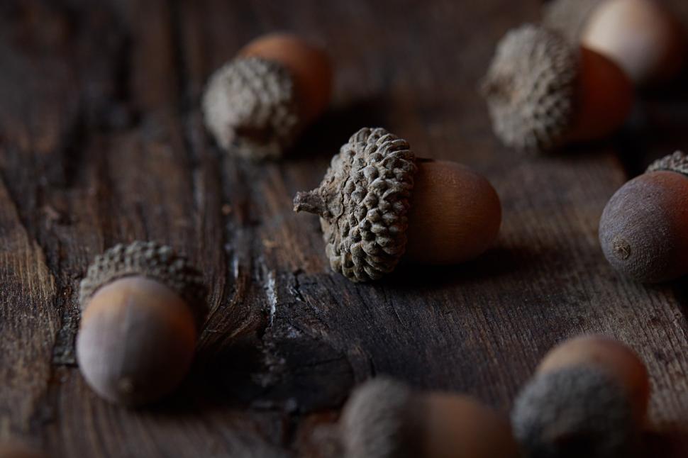 Free Image of Acorns on wood showcase nature s beauty 