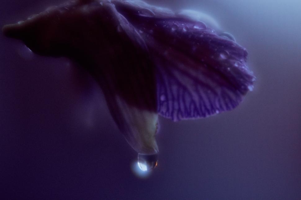 Free Image of Close-up of a flower petal with a water droplet in focus 