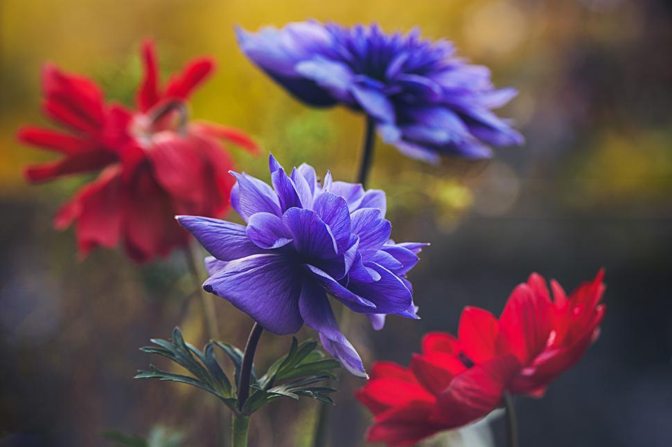 Free Image of Colorful flowers bloom in a vibrant garden setting 