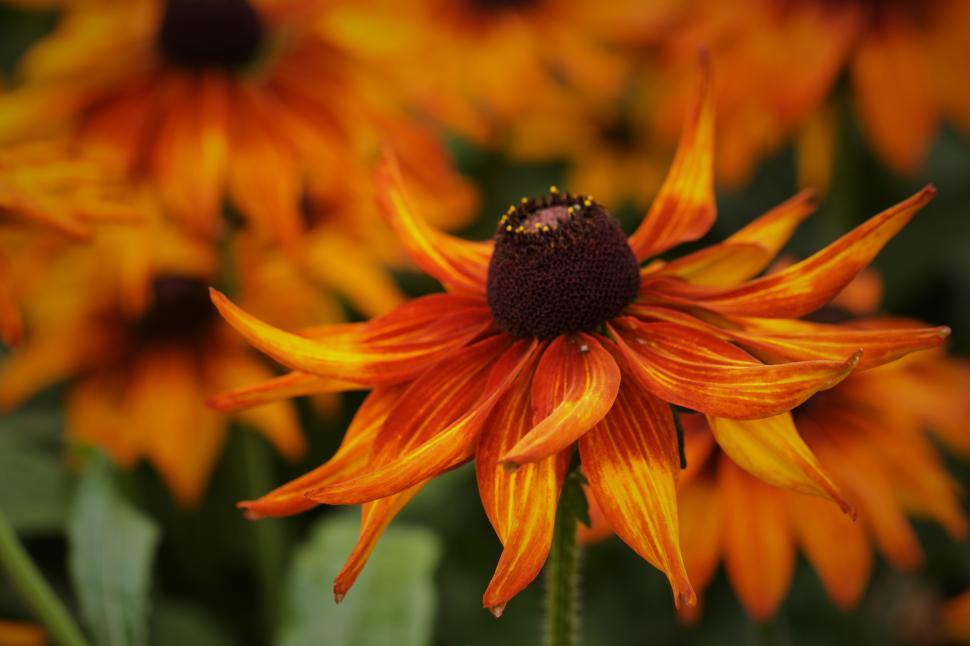 Free Image of Vibrant orange flowers bloom in a sunny garden setting 