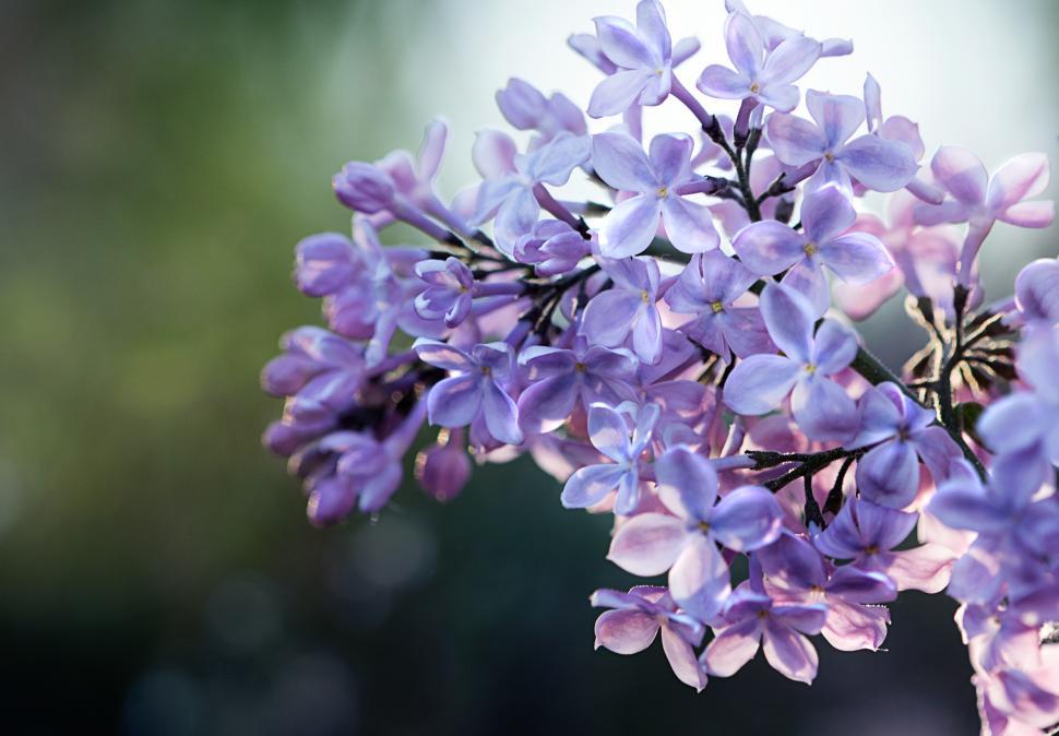 Free Image of Lilac blooms in soft light during springtime garden 