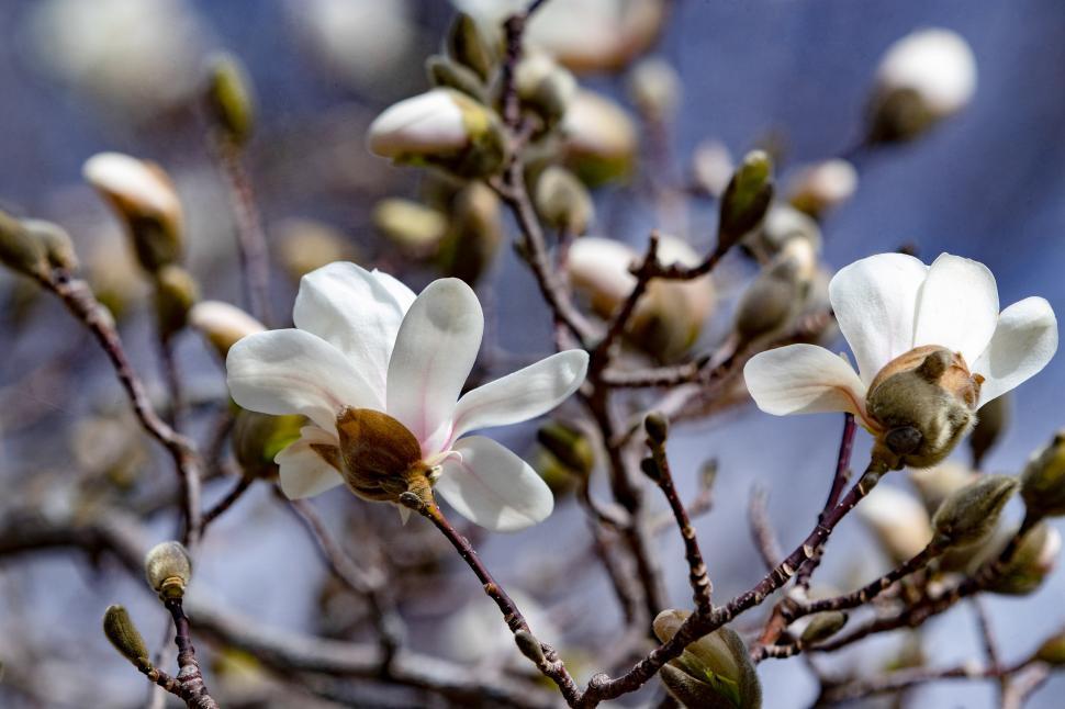Free Image of Spring blossoms on magnolia trees in a sunny garden setting 