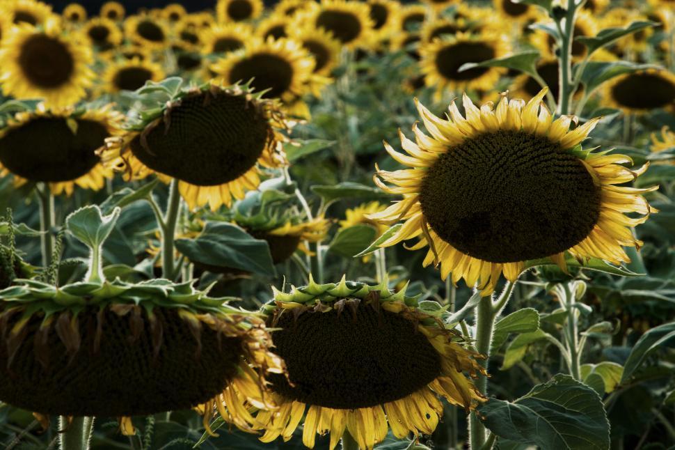 Free Image of Sunflowers in a vibrant field during late afternoon 