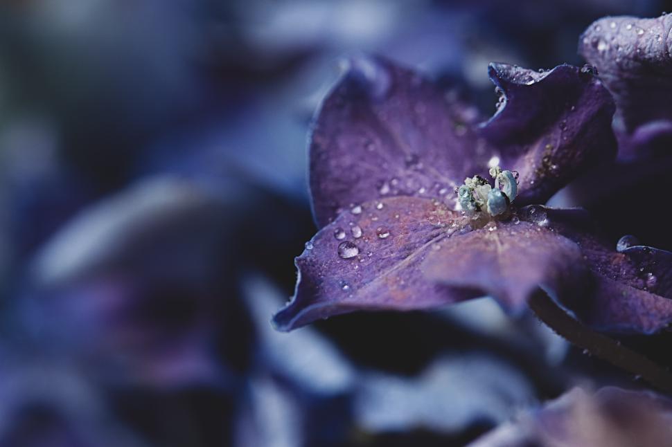 Free Image of Purple flower with dew drops in soft focus background 