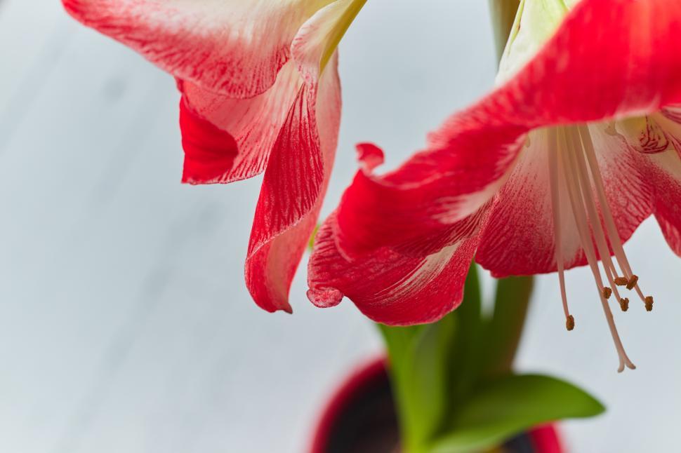 Free Image of Vibrant red and white amaryllis flower blooms indoors 