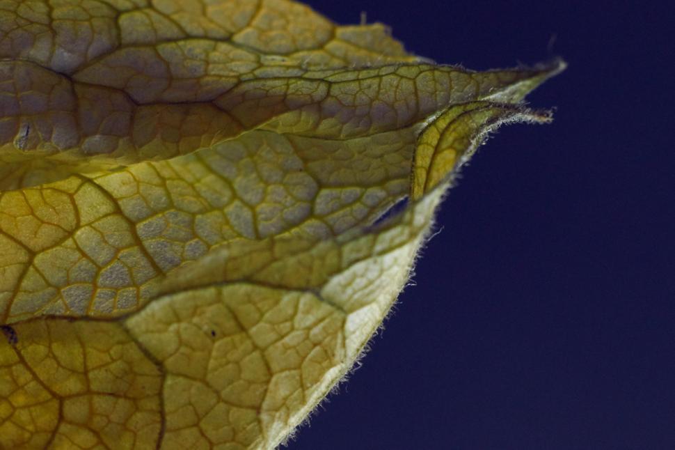 Free Image of Close-up view of dried leaf texture against dark background 