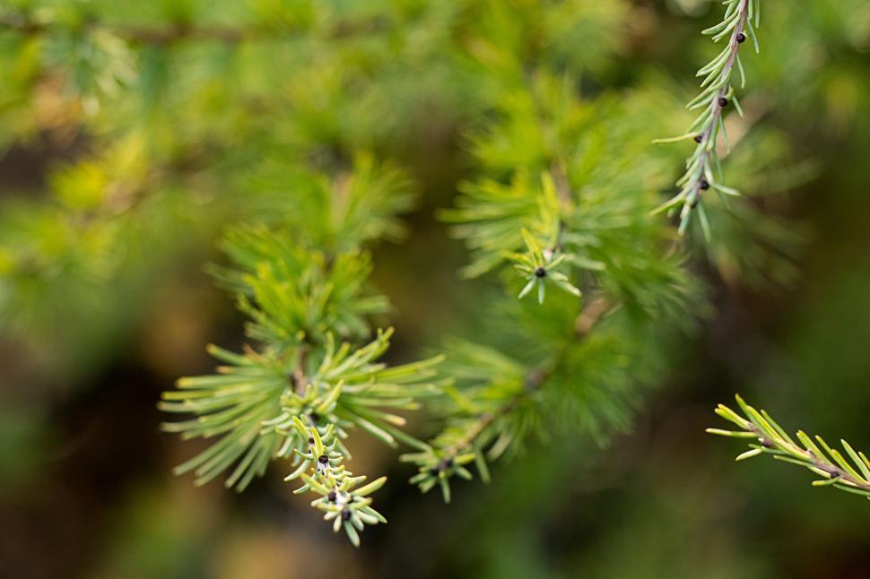 Free Image of Close-up view of vibrant green foliage in nature 