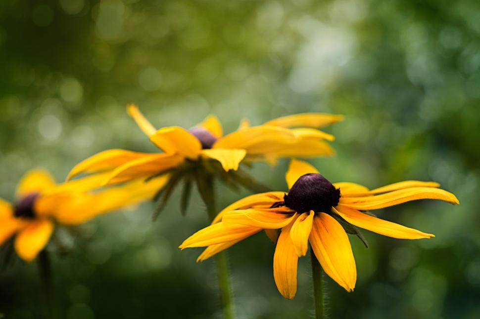 Free Image of Bright yellow flowers blooming in a lush green garden 
