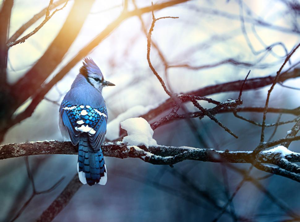 Free Image of Blue jay perched on a branch in winter season 
