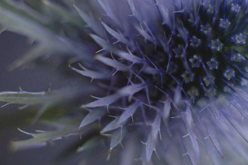 Free Image of Close-up view of blue thistle plant under natural light 