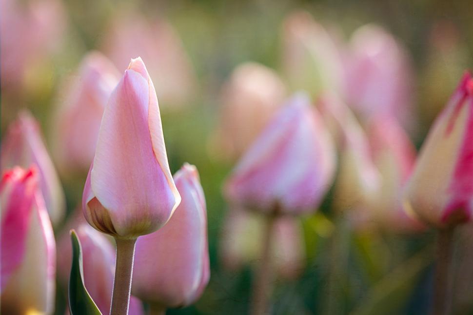 Free Image of Blooming pink tulips in a sunny garden during spring 