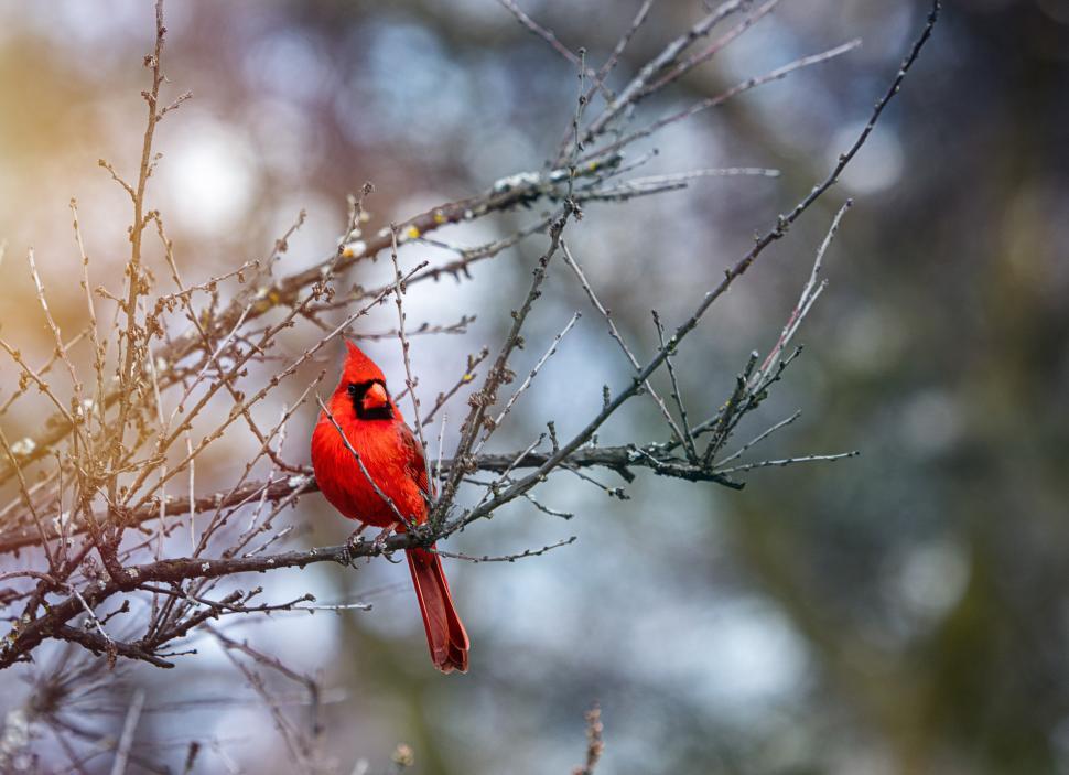 Free Image of Bright red cardinal perched on a branch in winter 