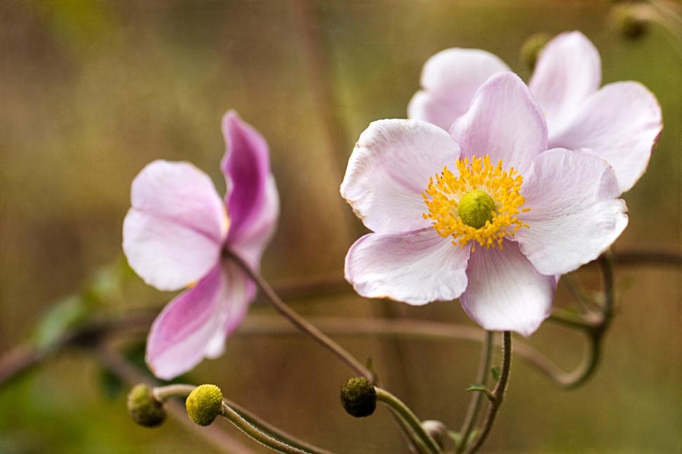 Free Image of Delicate pink and white flowers bloom in the meadow 
