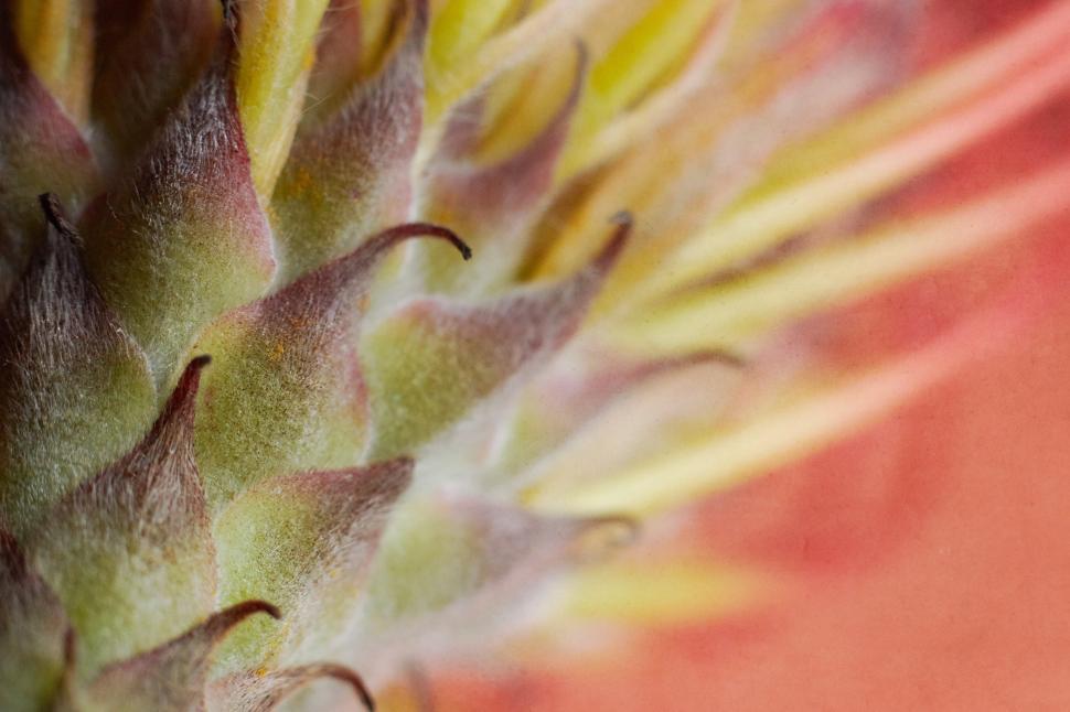 Free Image of Close view of a textured plant near vibrant background 
