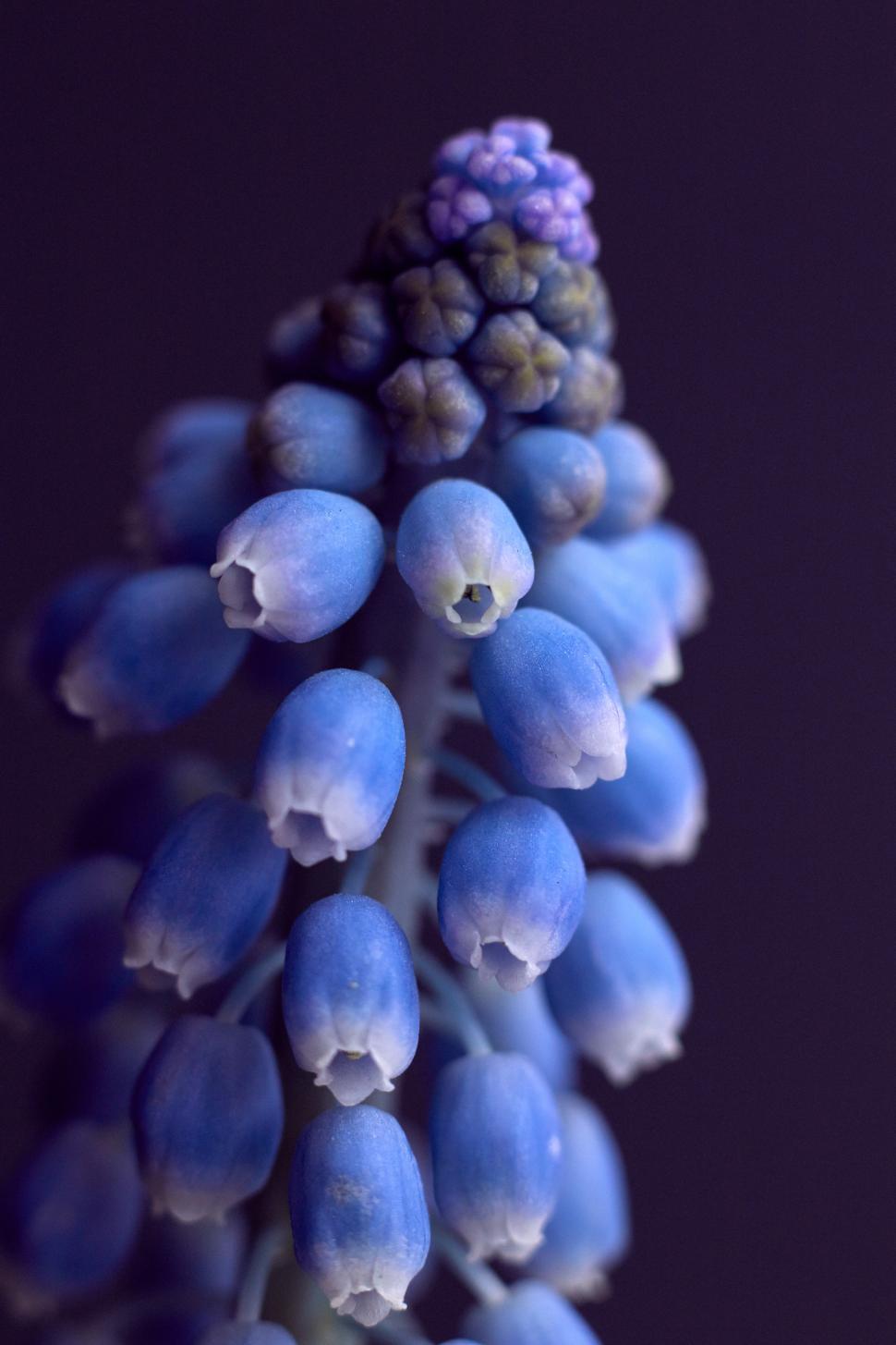 Free Image of Close-up of delicate blue spring flowers in bloom 