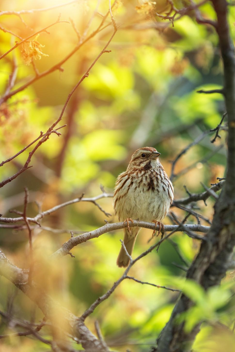 Free Image of Brown bird perched on a branch in vibrant greenery 