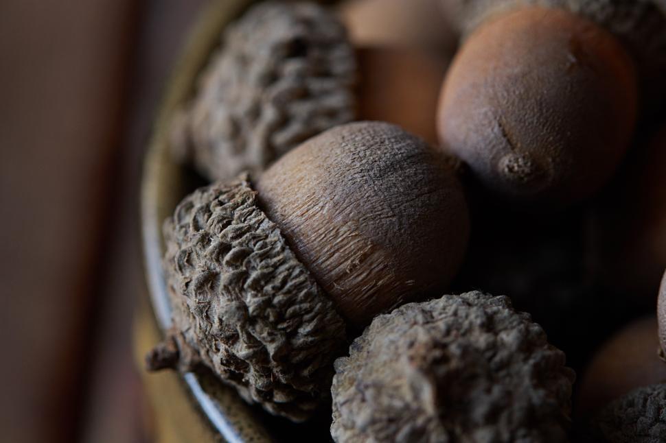 Free Image of Acorns gathered in a rustic bowl during autumn harvest 