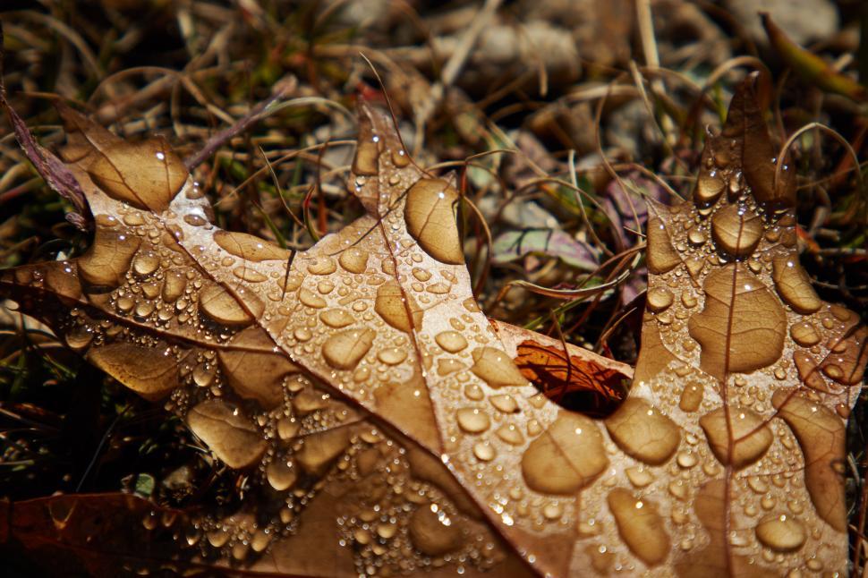 Free Image of Raindrops on a brown leaf in a natural setting 
