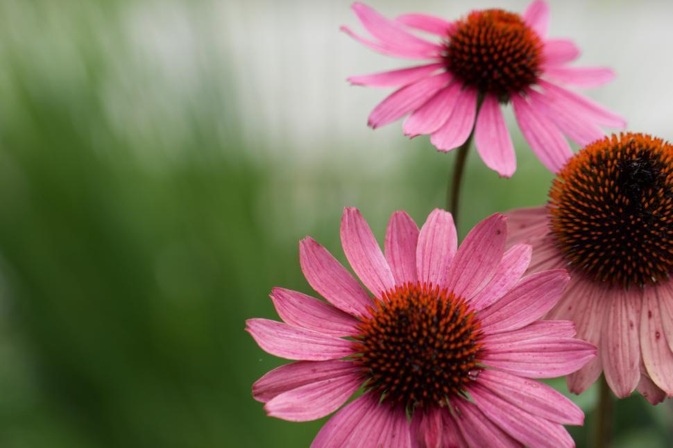 Free Image of Pink flowers bloom in natural garden setting 
