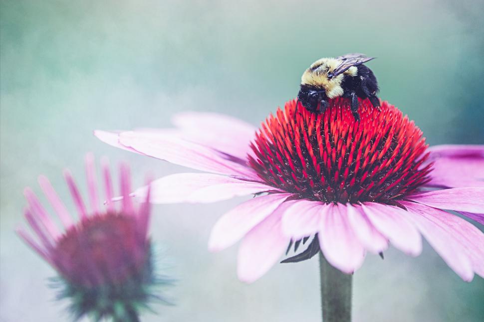 Free Image of Bumblebee collects pollen from coneflower in summer garden 