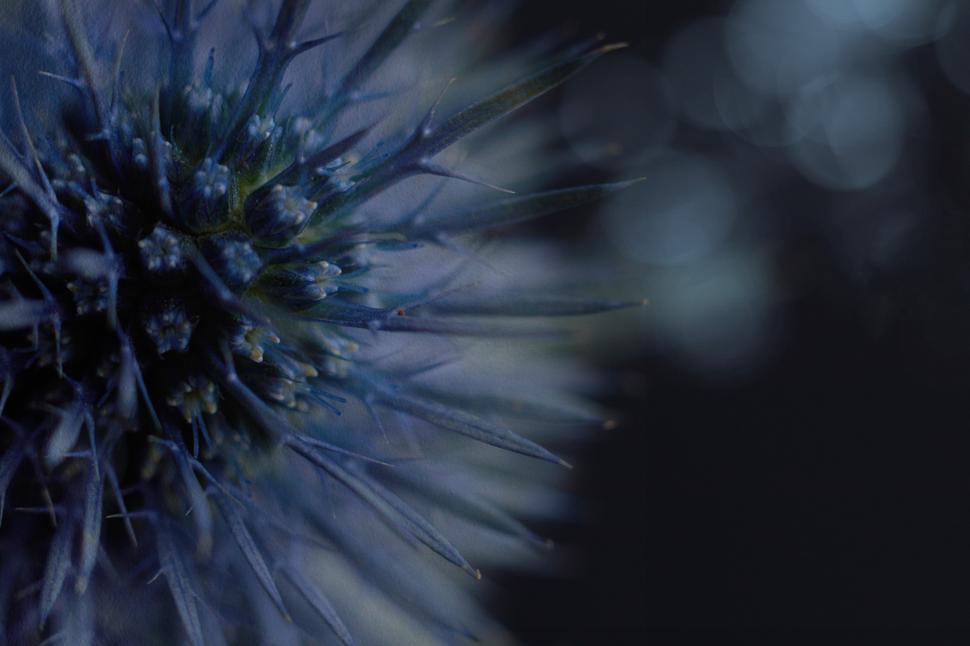 Free Image of Close-up view of a blue thistle against a dark background 