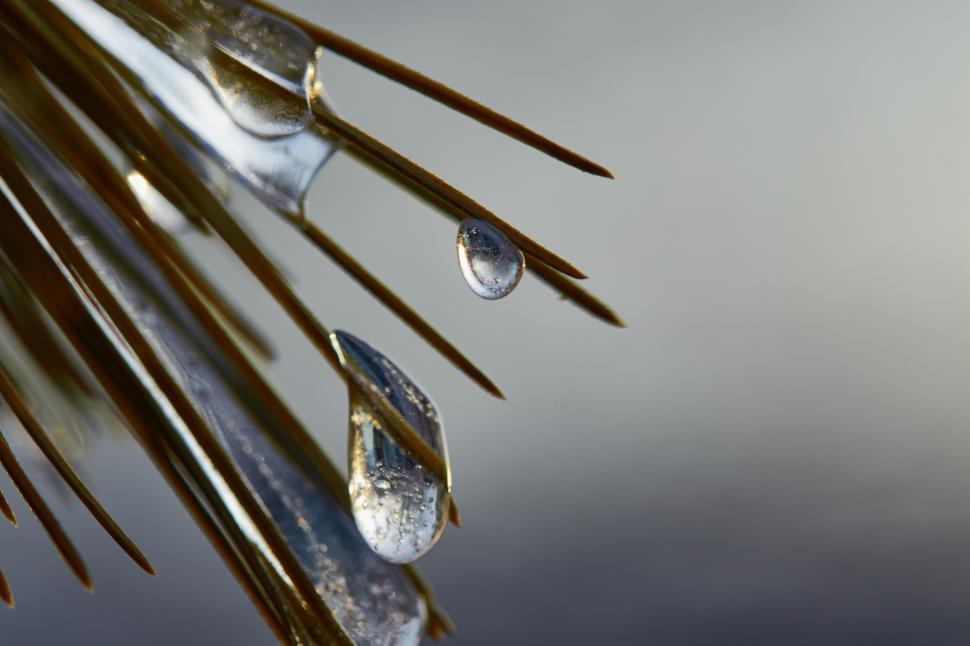 Free Image of Water droplets cling to pine needles after rain 