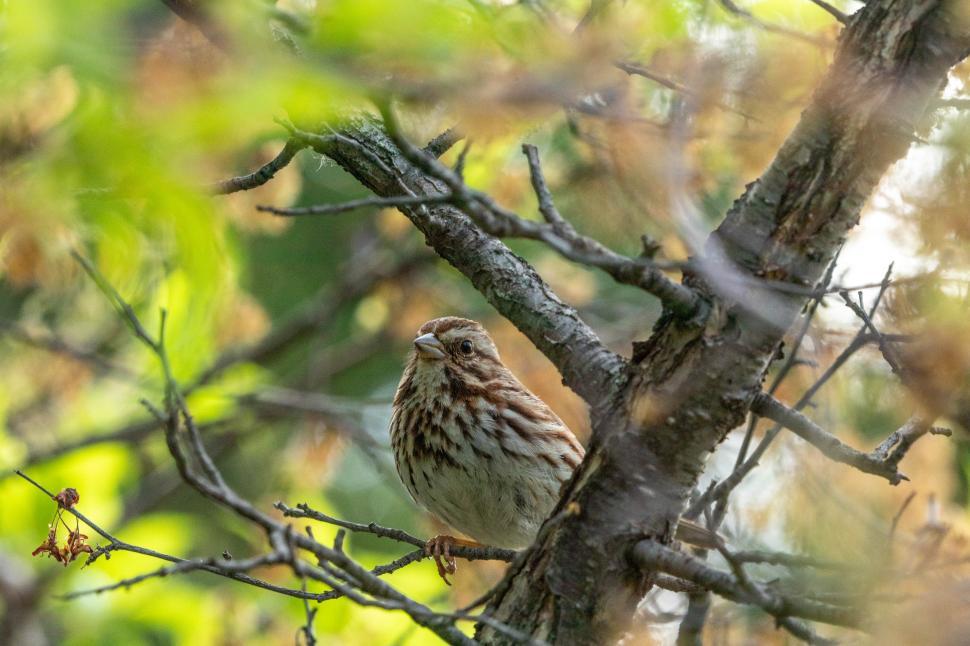 Free Image of Brown bird perched on tree branch in autumn foliage 