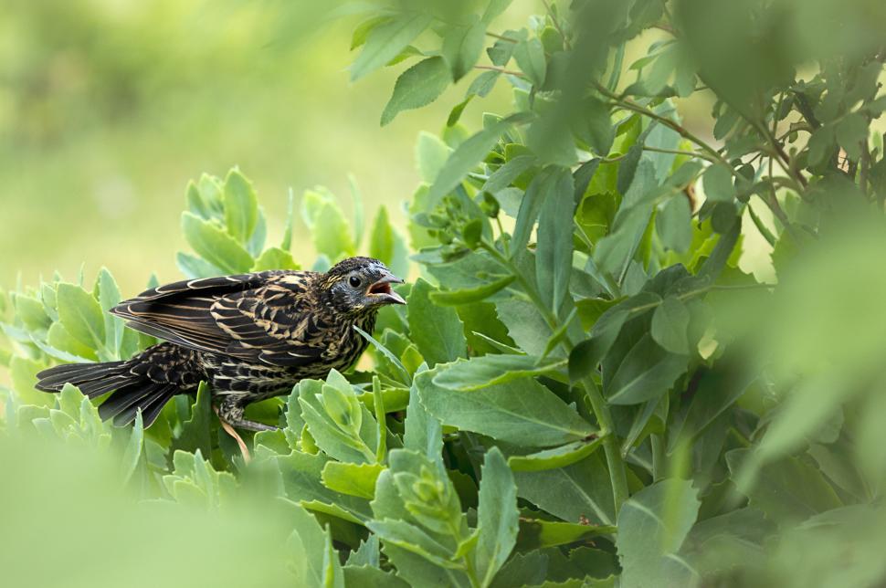 Free Image of Bird perched among green leaves in bright daylight 