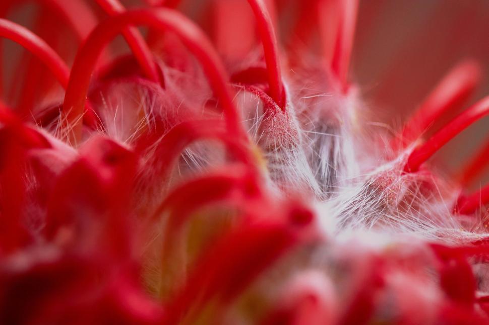 Free Image of Unique close-up of a vibrant red flower bloom 