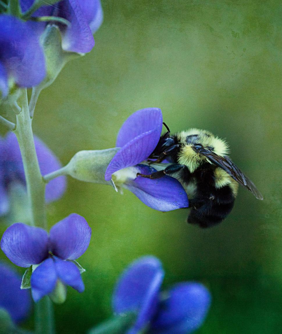 Free Image of Bumblebee pollinating blue flowers in springtime garden 