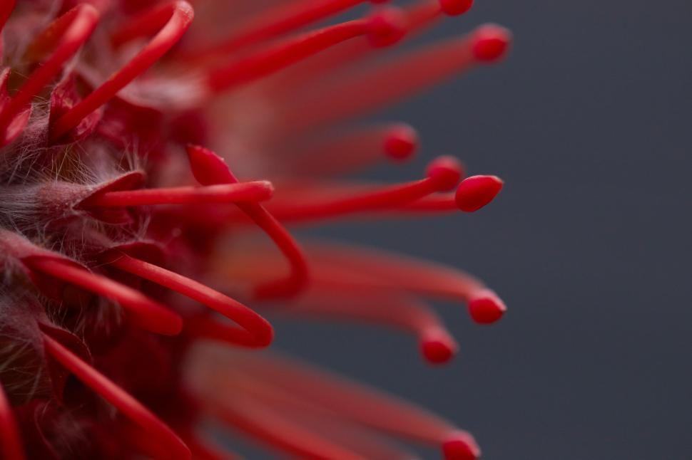 Free Image of Close view of a vibrant red microscopic structure 