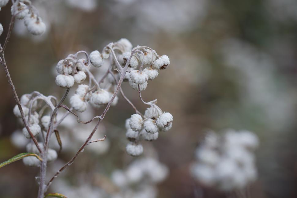 Free Image of Winter blossoms in a frosty landscape 