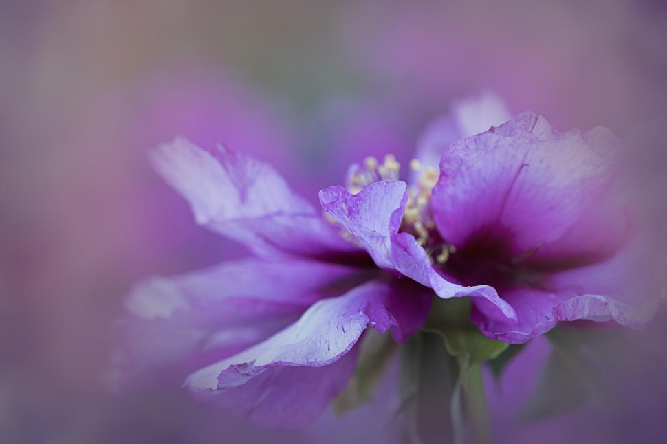 Free Image of Purple flower blooms in soft focus during springtime 