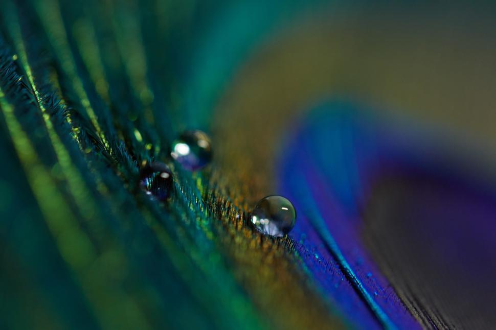 Free Image of Close-up view of water droplets on colorful feathers 