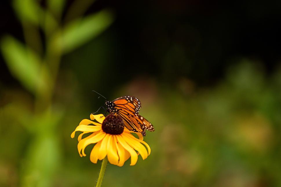 Free Image of Monarch butterfly resting on vibrant yellow flower 