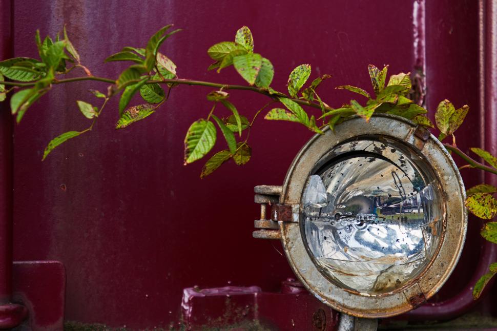 Free Image of Light fixture surrounded by vibrant green leaves 