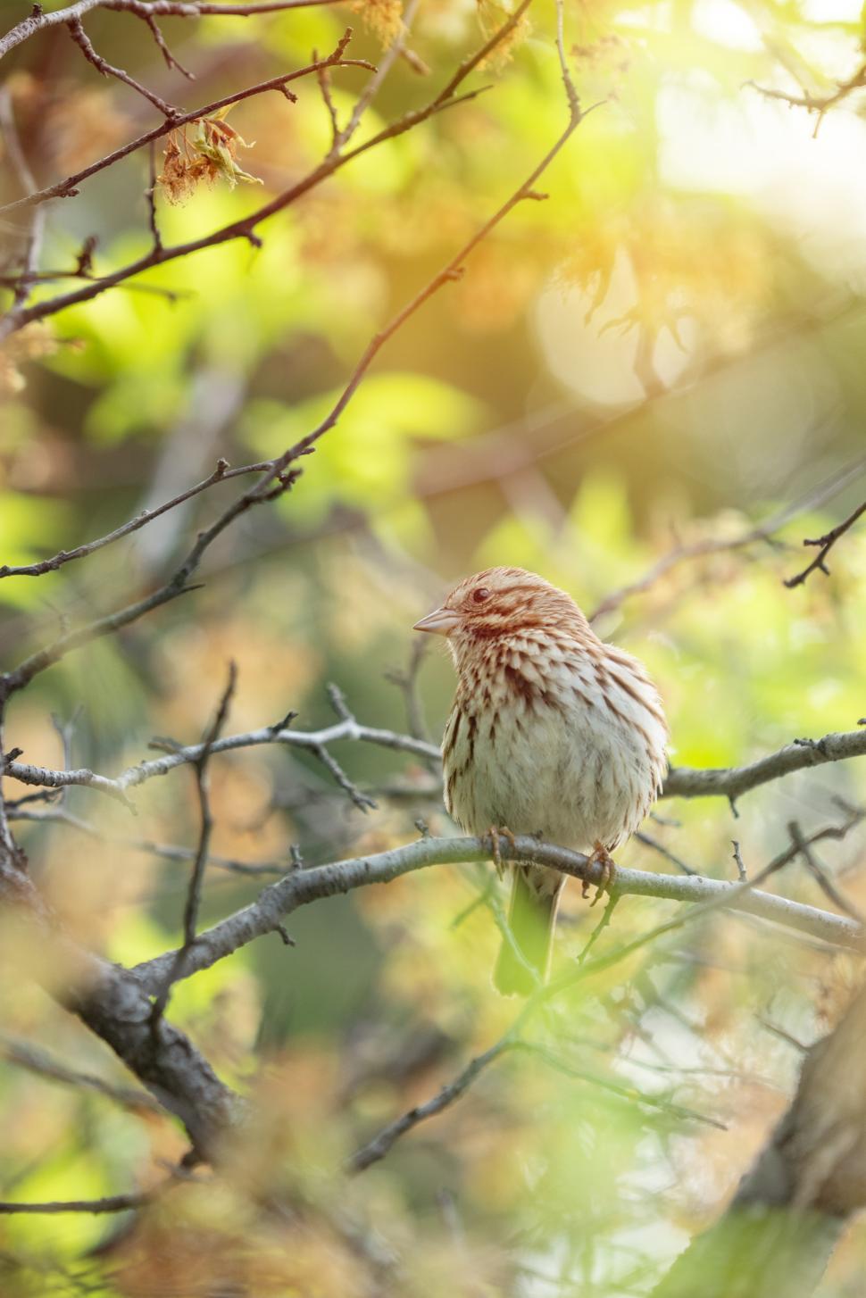 Free Image of Bird perched on a branch in golden sunlight 