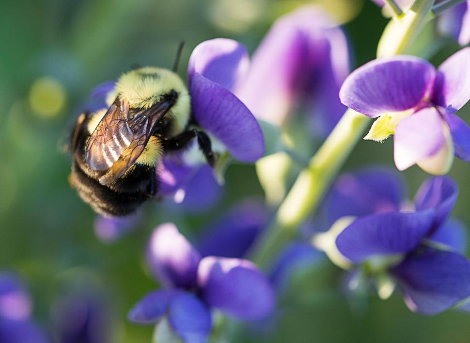 Free Image of Bumblebee pollinating purple flowers in a sunny garden 