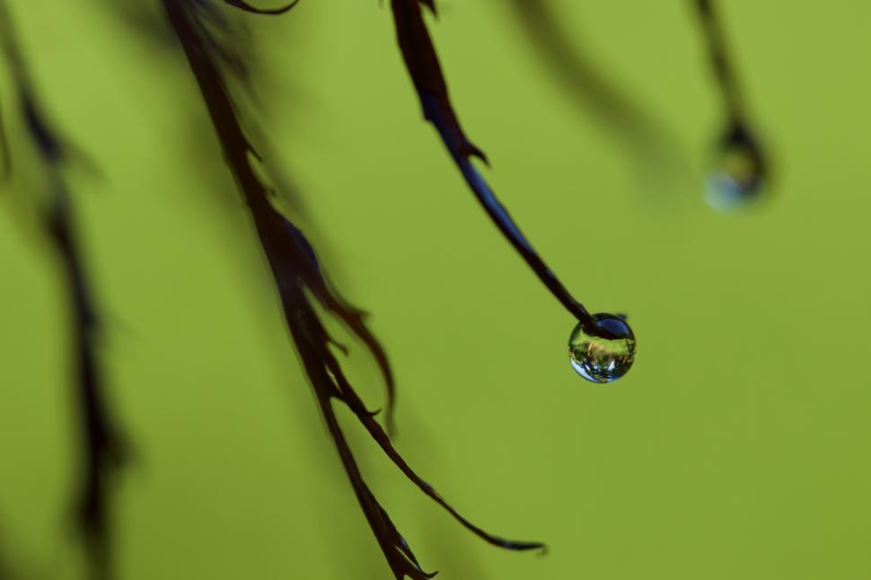 Free Image of Droplets hanging from dark branches in nature 