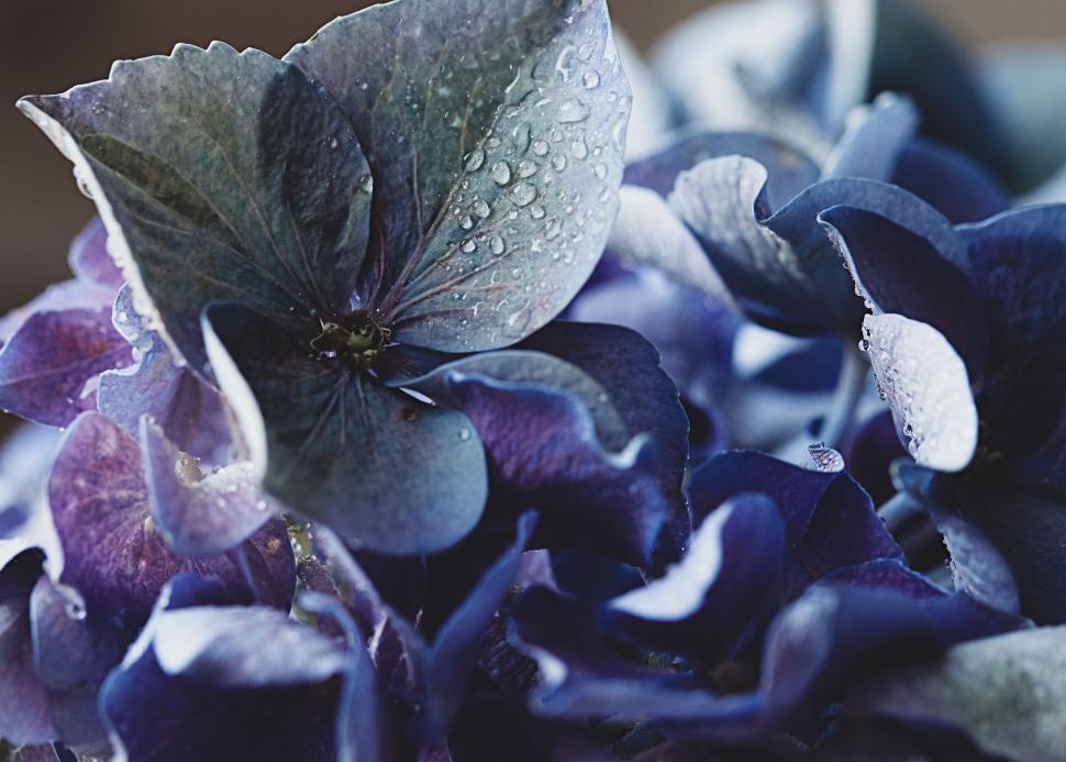 Free Image of Vibrant blue hydrangeas with droplets in soft lighting 