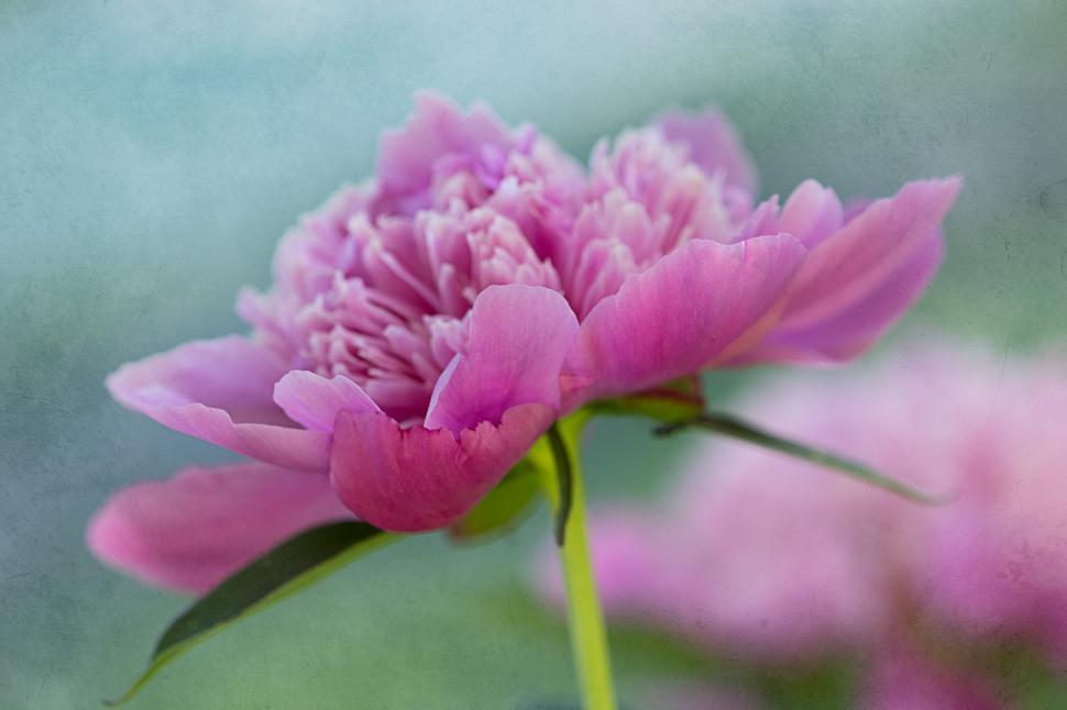 Free Image of Beautiful pink peony flower in soft sunlight 
