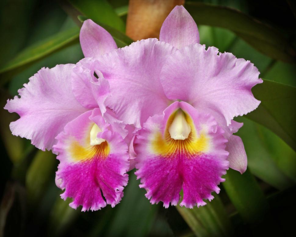 Free Image of Pink Orchid Flowers 