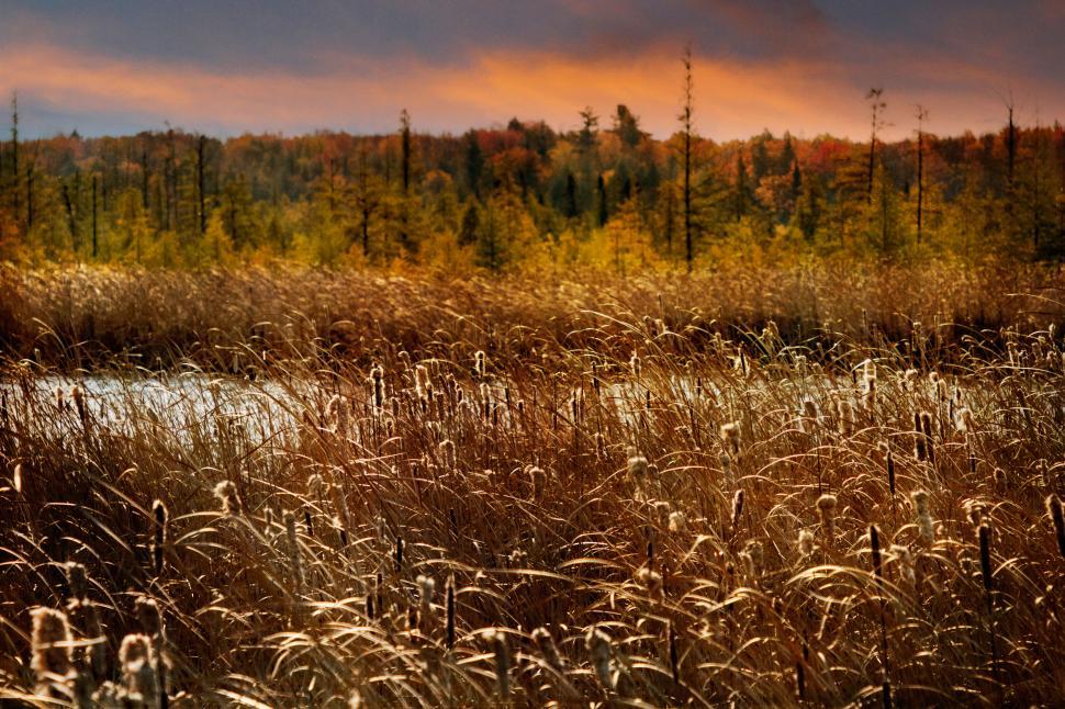 Free Image of Golden grasses in serene wetland at sunset 