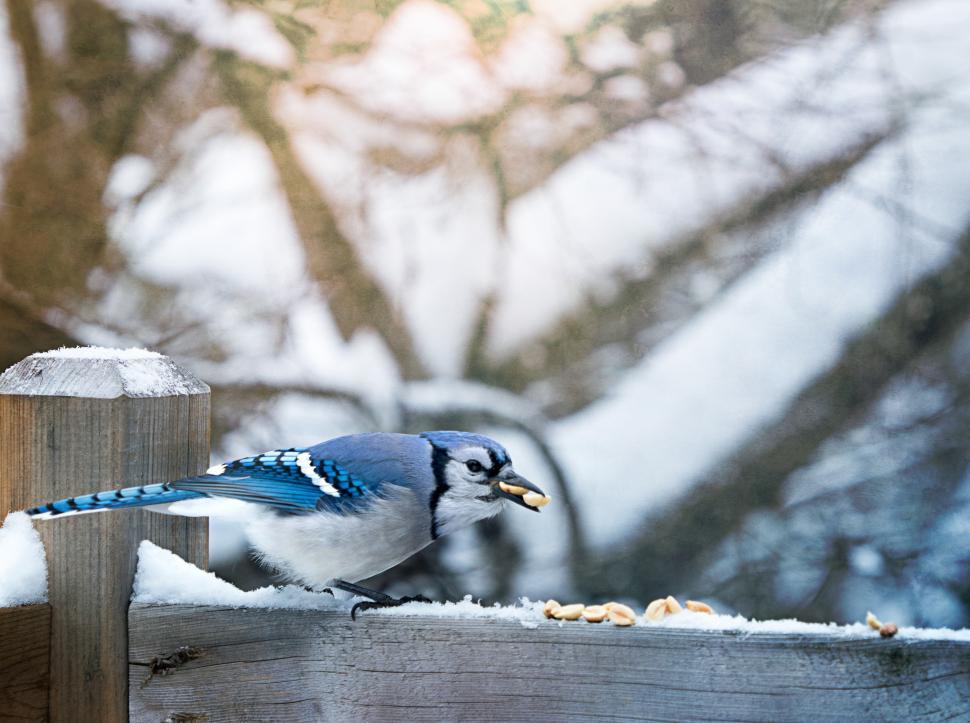 Free Image of Blue jay foraging for food on a snowy fence during winter 