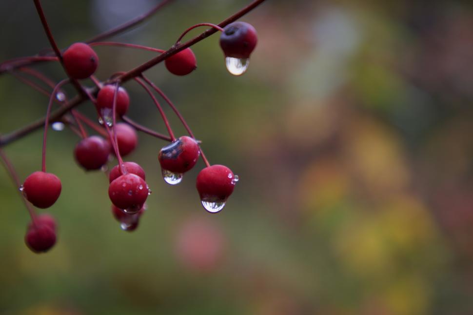 Free Image of Red berries with raindrops located in a serene garden 