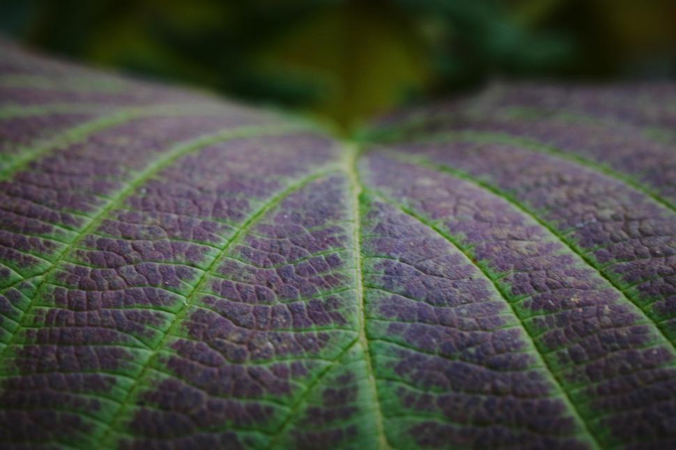 Free Image of Close-up view of vibrant leaf texture in nature 
