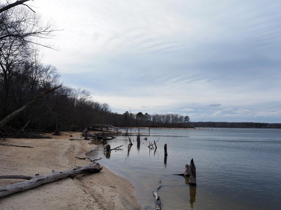Free Image of Shore of Manasquan Reservoir 