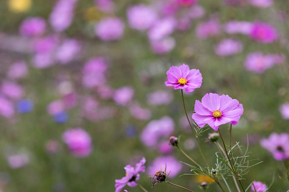 Free Image of Blooming flowers in a vibrant garden setting 